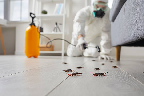 Post-Treatment Bed Bug Interceptor Monitoring in Stone Mountain